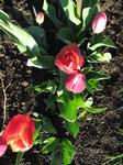 SX21962 Tulips in back garden.jpg